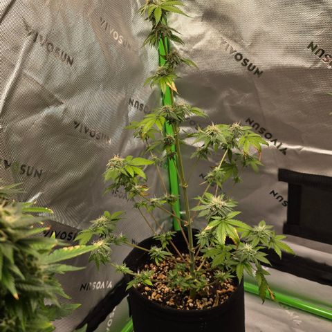 Colombian Gold growlog timeline photo