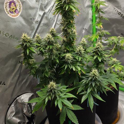 Purple Kush growlog timeline photo