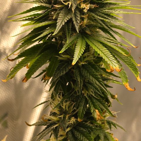 Purple Kush growlog timeline photo