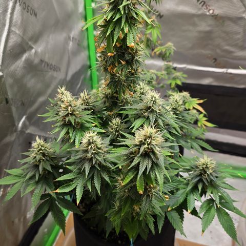 Purple Kush growlog timeline photo