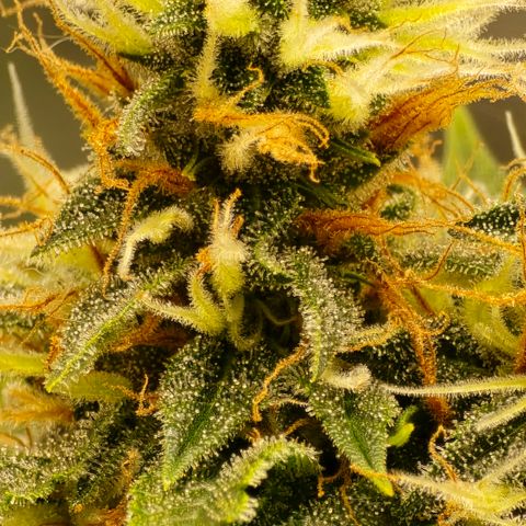 Purple Kush growlog timeline photo