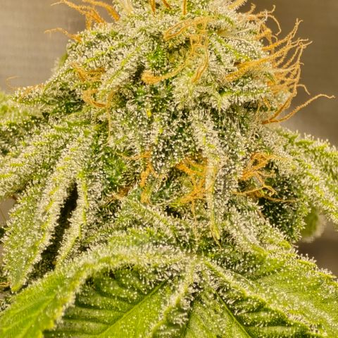 Colombian Gold growlog timeline photo