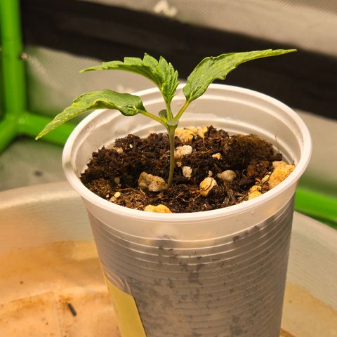 Purple Kush growlog timeline photo