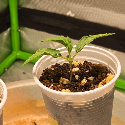 Purple Kush growlog timeline photo