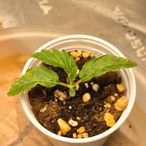 Purple Kush growlog timeline photo