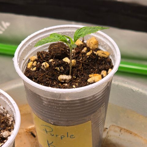Purple Kush growlog timeline photo