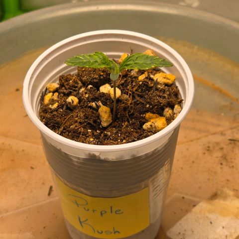 Purple Kush growlog timeline photo