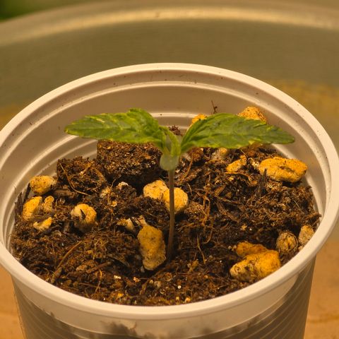 Purple Kush growlog timeline photo