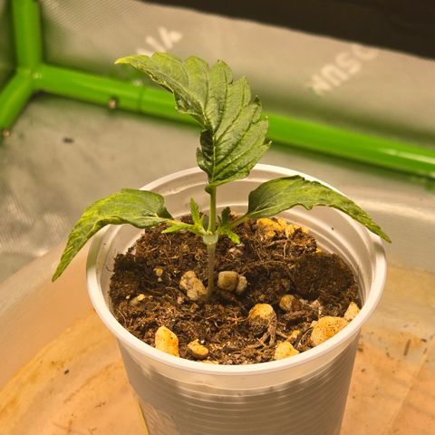 Purple Kush growlog timeline photo