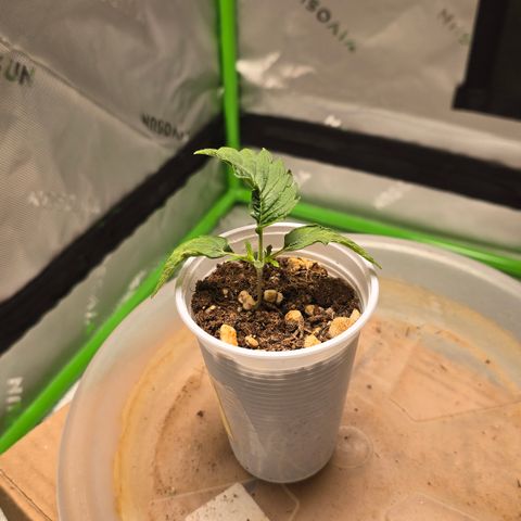 Purple Kush growlog timeline photo