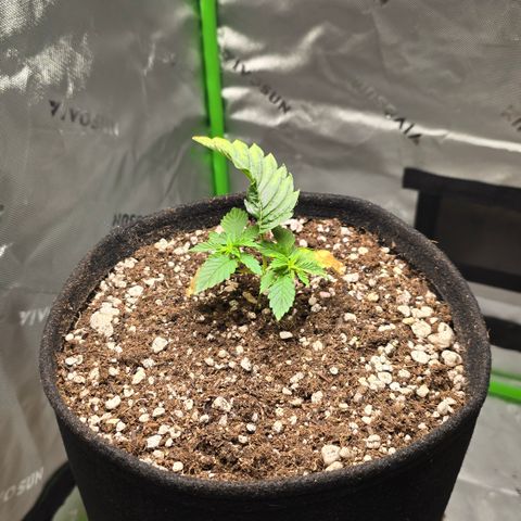 Purple Kush growlog timeline photo