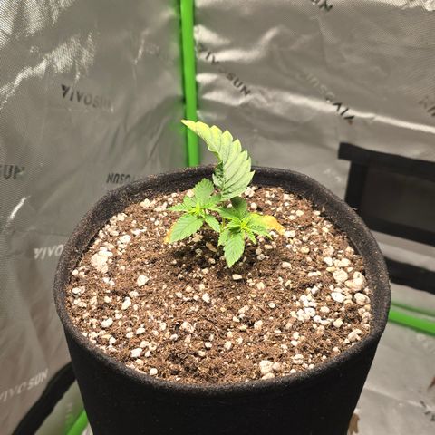 Purple Kush growlog timeline photo