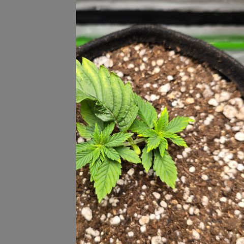 Purple Kush growlog timeline photo