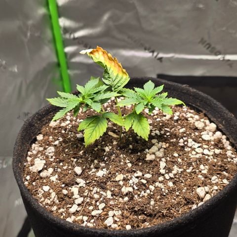 Purple Kush growlog timeline photo