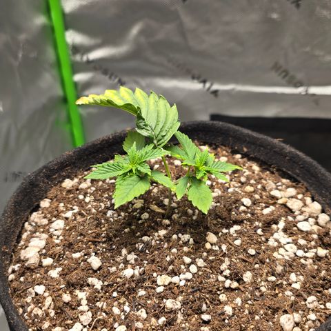 Purple Kush growlog timeline photo