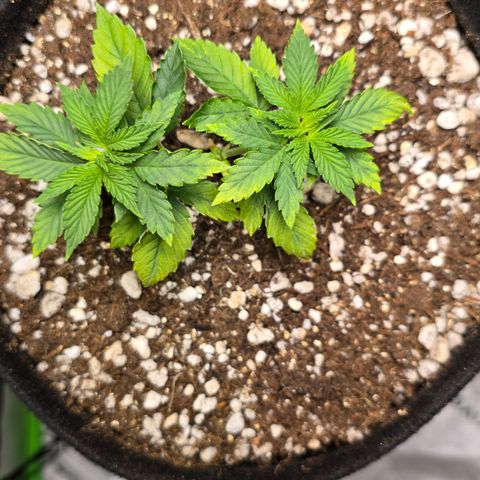 Purple Kush growlog timeline photo