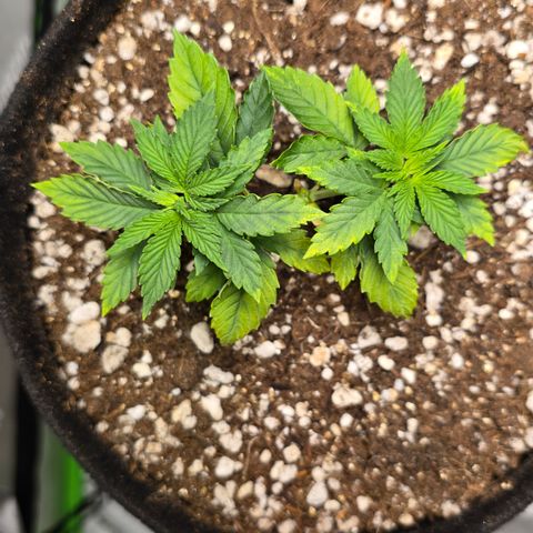 Purple Kush growlog timeline photo