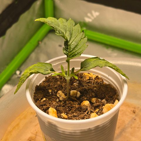 Purple Kush growlog timeline photo
