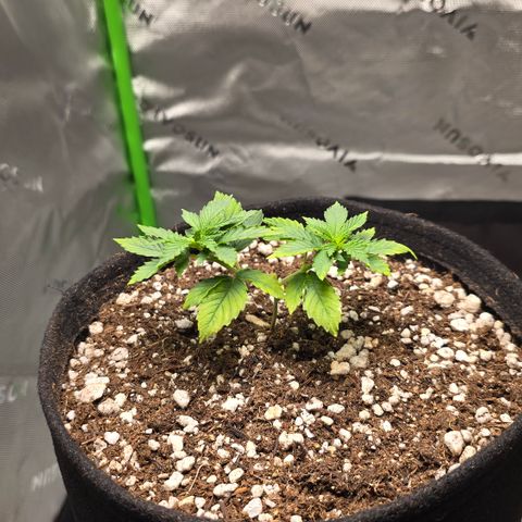 Purple Kush growlog timeline photo
