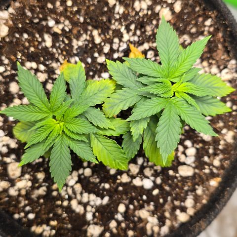 Purple Kush growlog timeline photo
