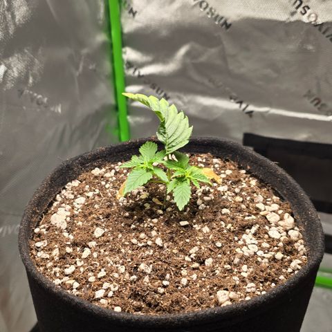 Purple Kush growlog timeline photo