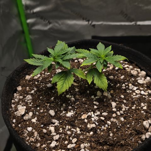 Purple Kush growlog timeline photo