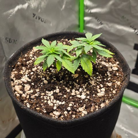 Purple Kush growlog timeline photo