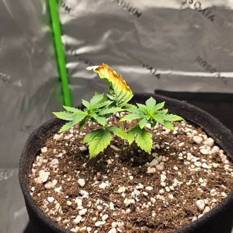 Purple Kush growlog timeline photo