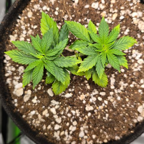 Purple Kush growlog timeline photo