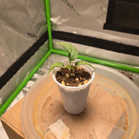 Purple Kush growlog timeline photo