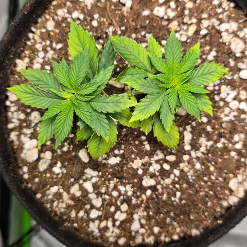 Purple Kush growlog timeline photo