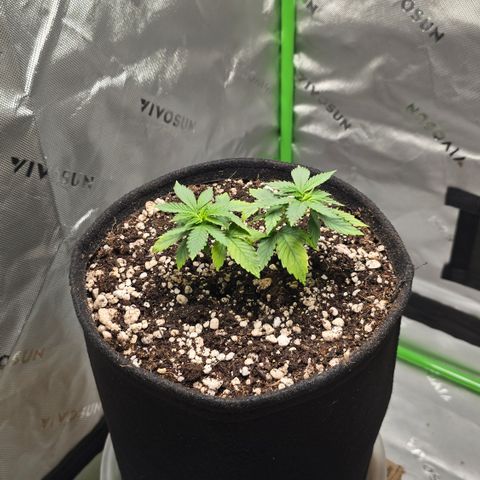 Purple Kush growlog timeline photo