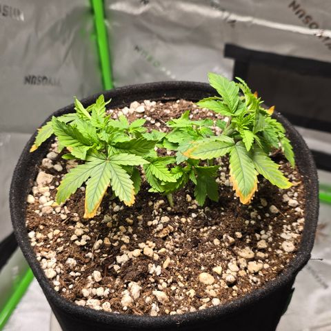 Purple Kush growlog timeline photo