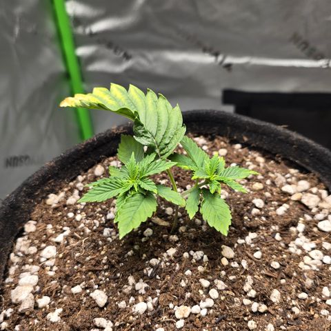 Purple Kush growlog timeline photo