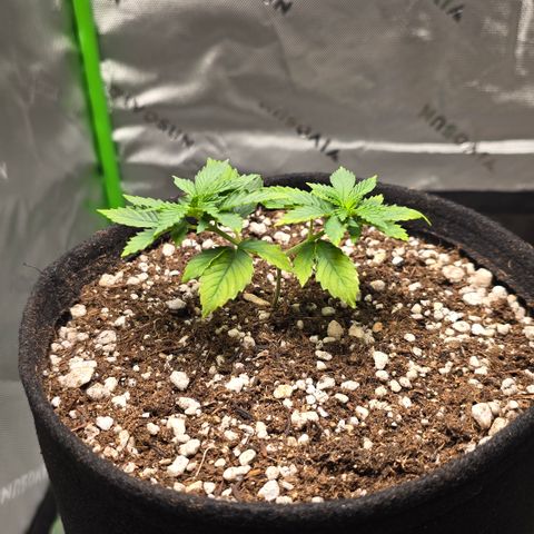 Purple Kush growlog timeline photo
