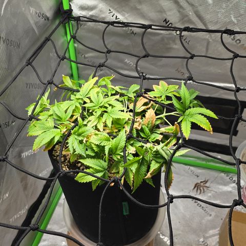 Purple Kush growlog timeline photo