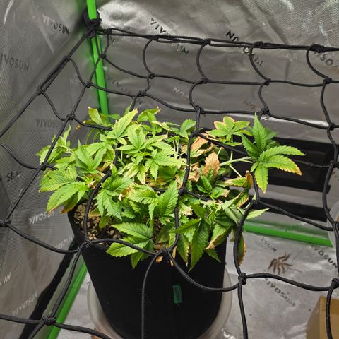 Purple Kush growlog timeline photo