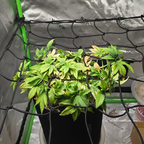 Purple Kush growlog timeline photo