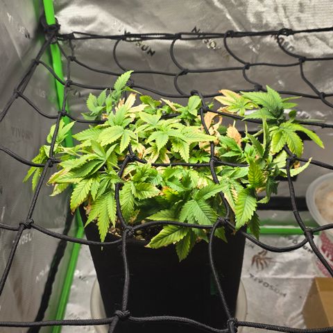 Purple Kush growlog timeline photo
