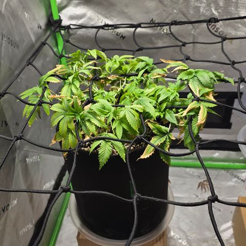 Purple Kush growlog timeline photo