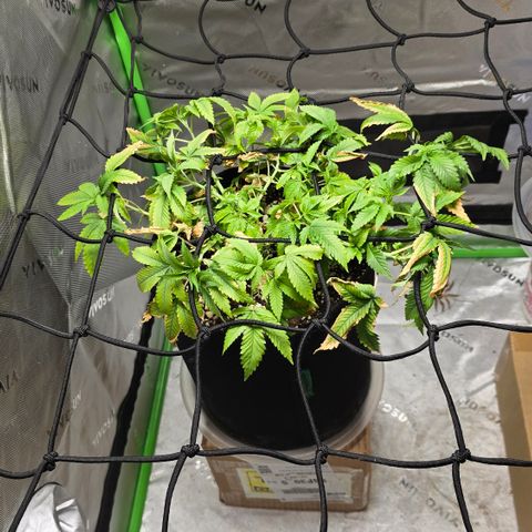 Purple Kush growlog timeline photo