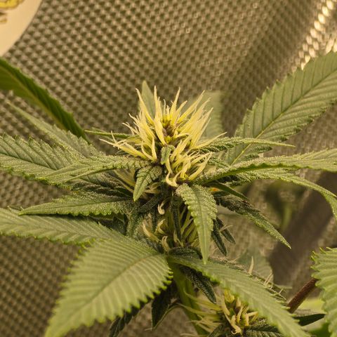 Purple Kush growlog timeline photo