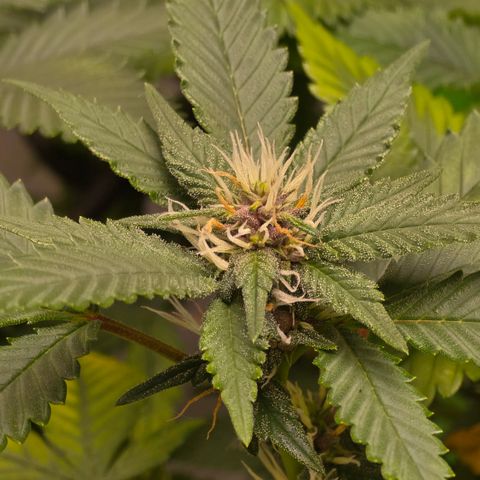 Purple Kush growlog timeline photo