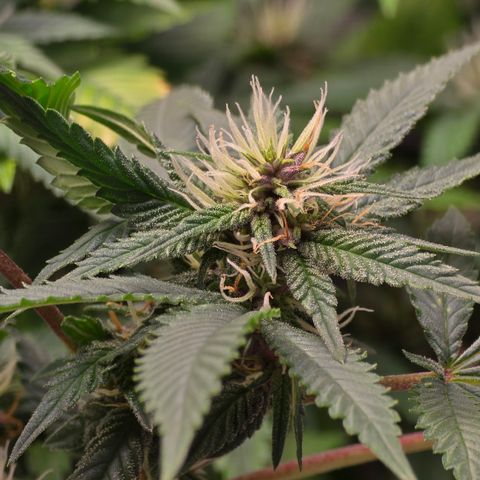 Purple Kush growlog timeline photo
