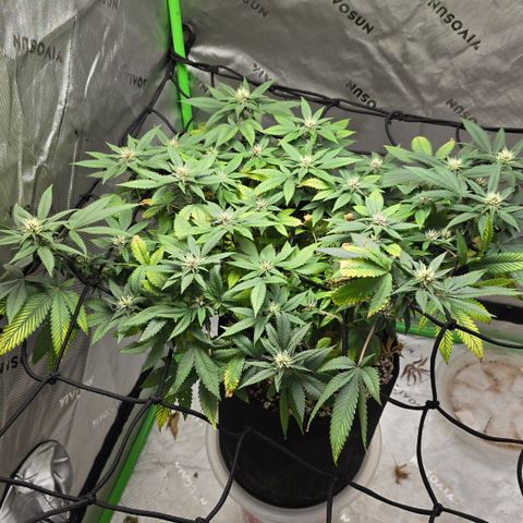 Purple Kush growlog timeline photo