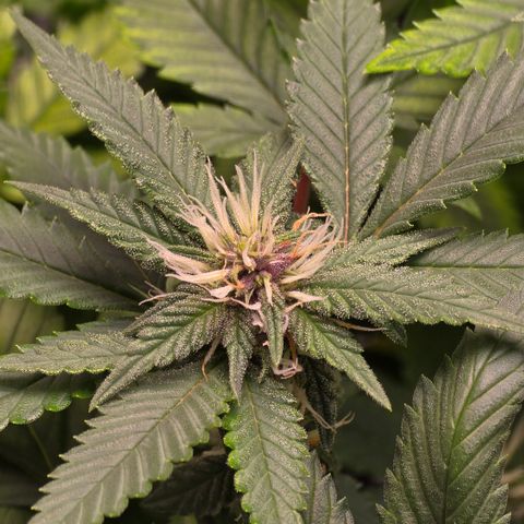 Purple Kush growlog timeline photo