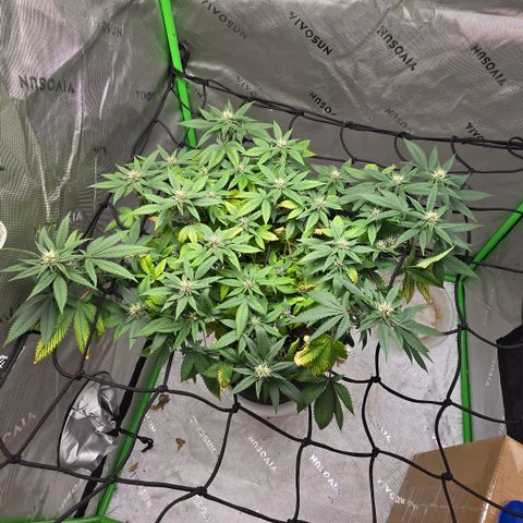 Purple Kush growlog timeline photo