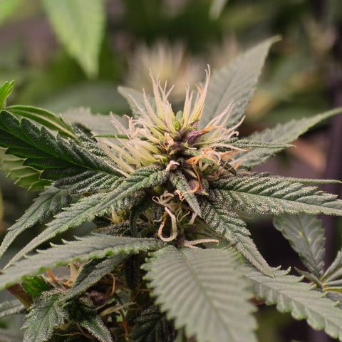 Purple Kush growlog timeline photo