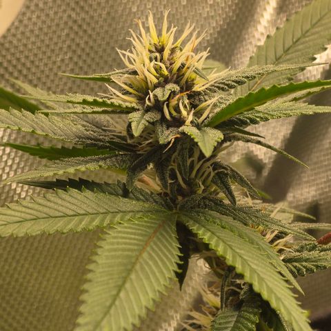 Purple Kush growlog timeline photo