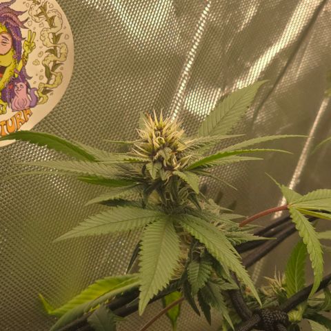 Purple Kush growlog timeline photo
